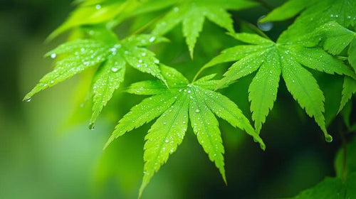 xs test auto3 na - dev4 aff 